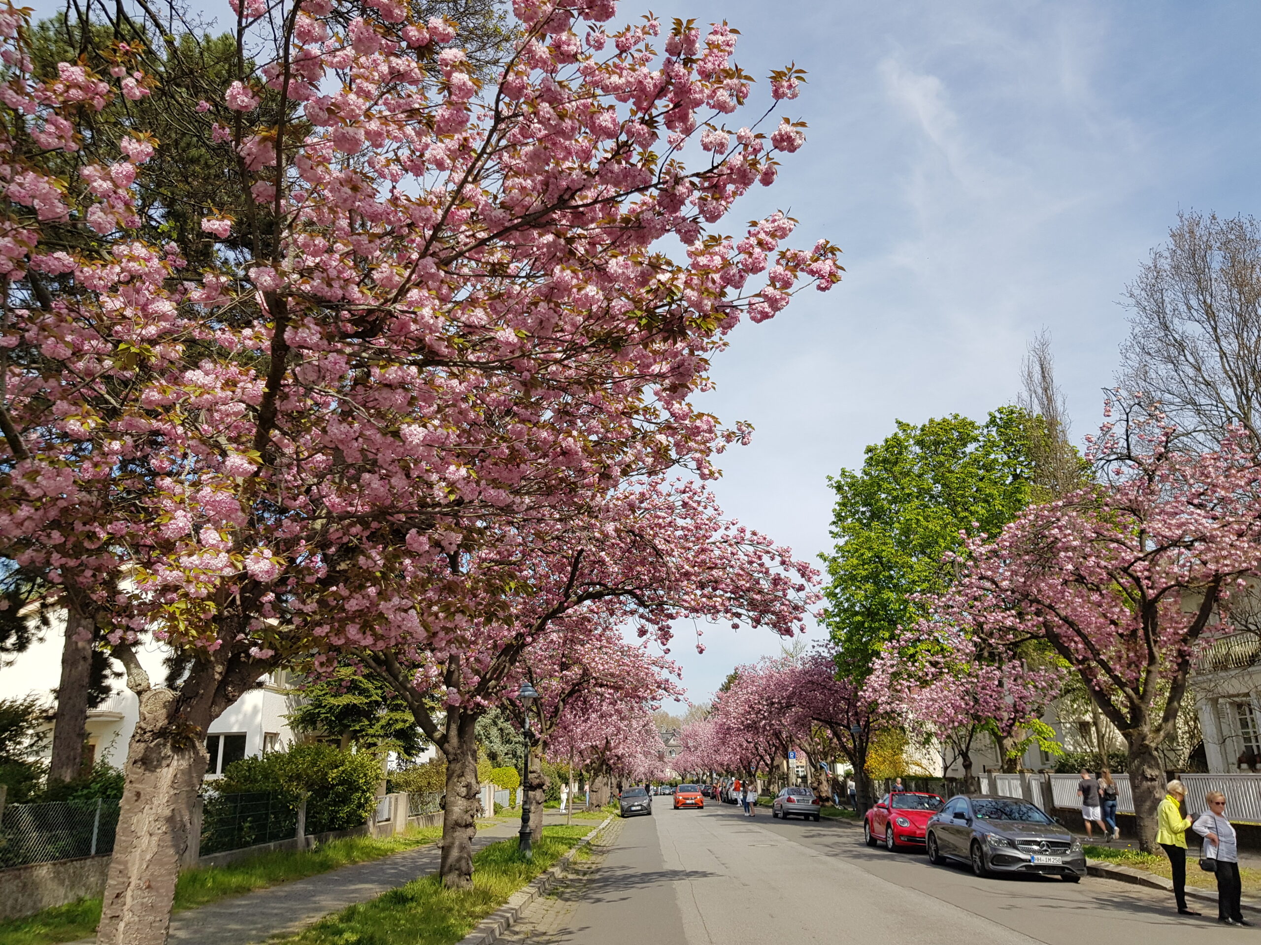 2021年4月中旬　ドイツ・マインツ　リッター通りの桜並木【Sakura Ritterstraße in Mainz】