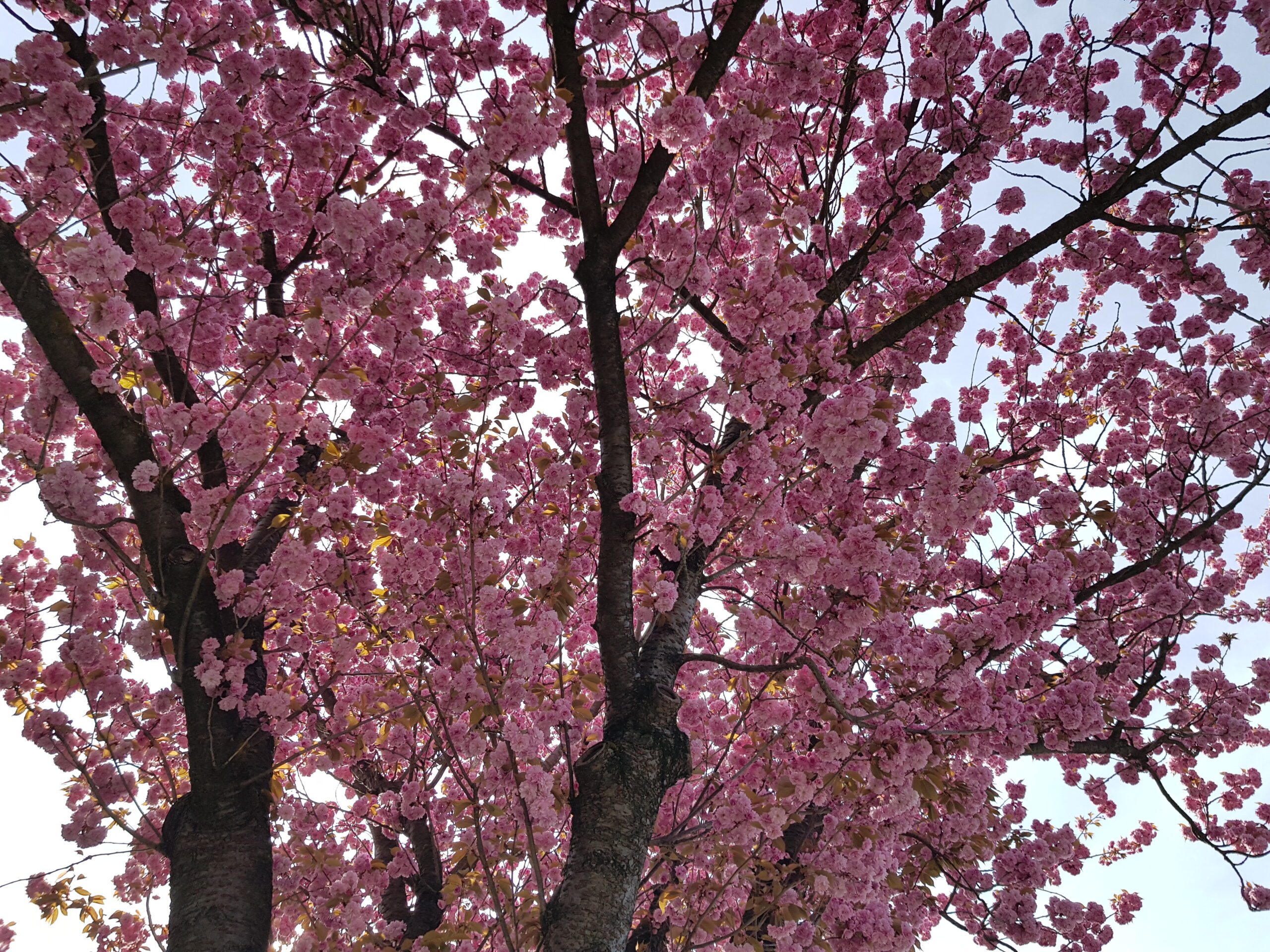 2021年4月中旬　マインツ・リッター通りの桜【Sakura Ritterstraße in Mainz】