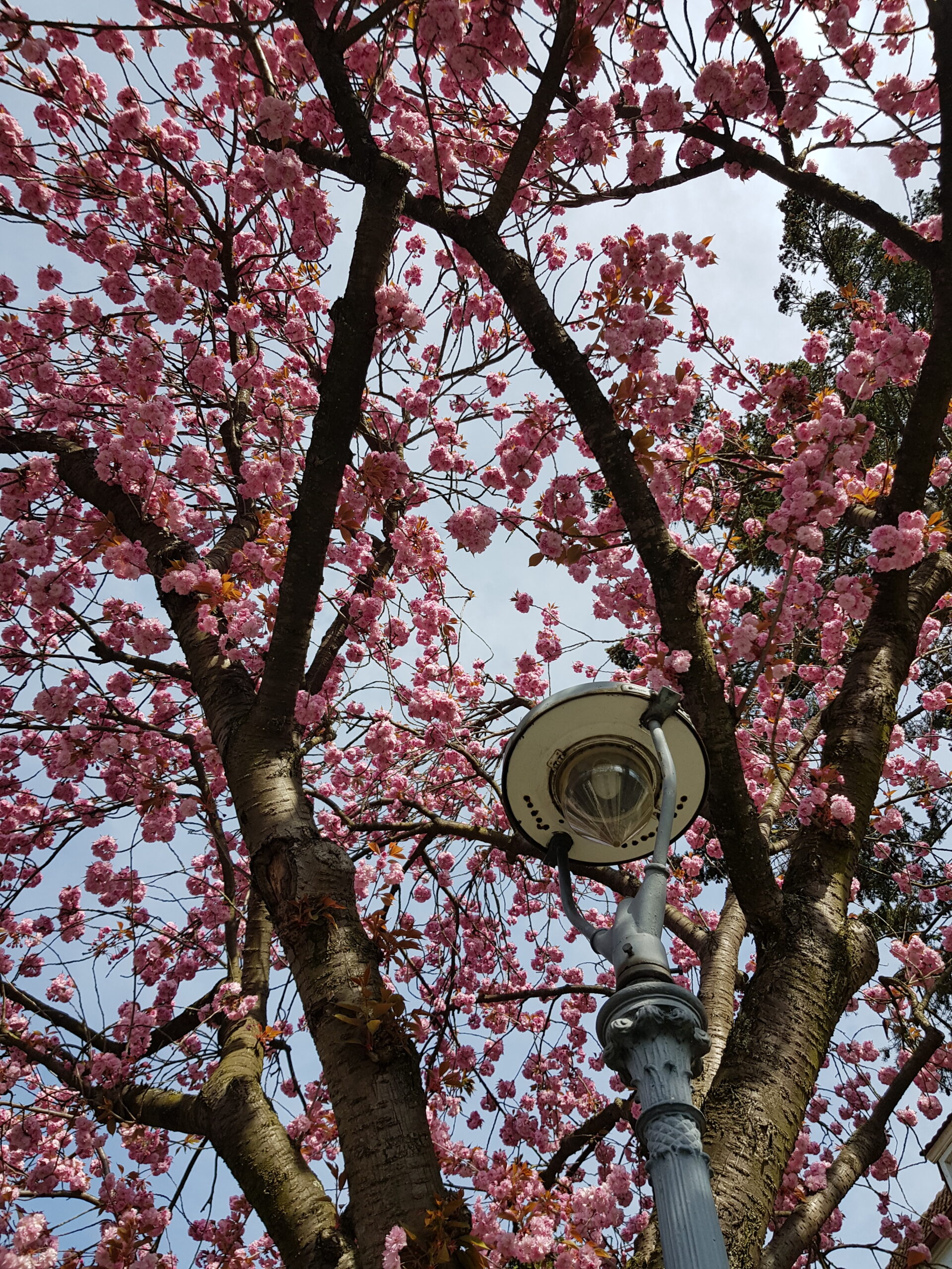 2021年4月中旬　ドイツ・マインツ　リッター通りの桜【Sakura Ritterstraße in Mainz】